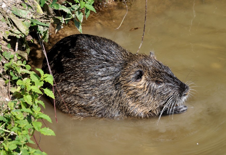 Myocastor coypus qtl4