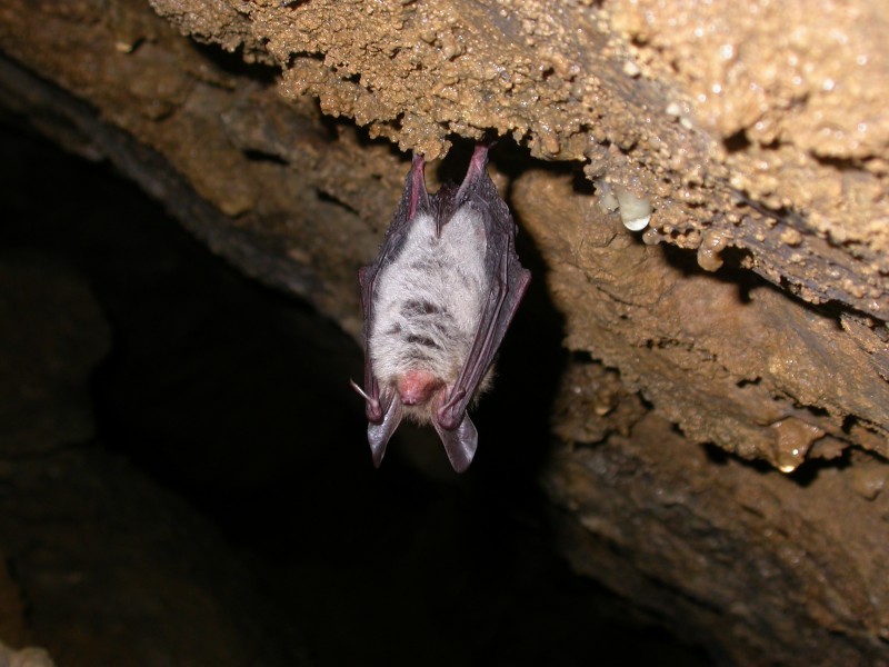 Myotis bechsteinii (2320325021)