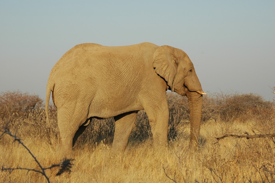 Namibie Etosha Elephant 01