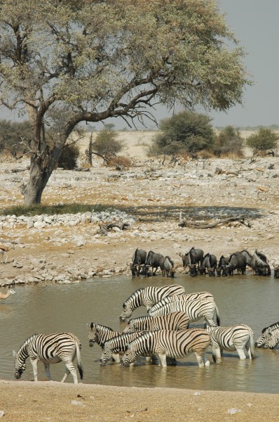 Namibie Etosha Zebre 06