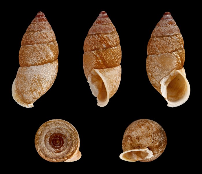Napaeus palmaensis 01