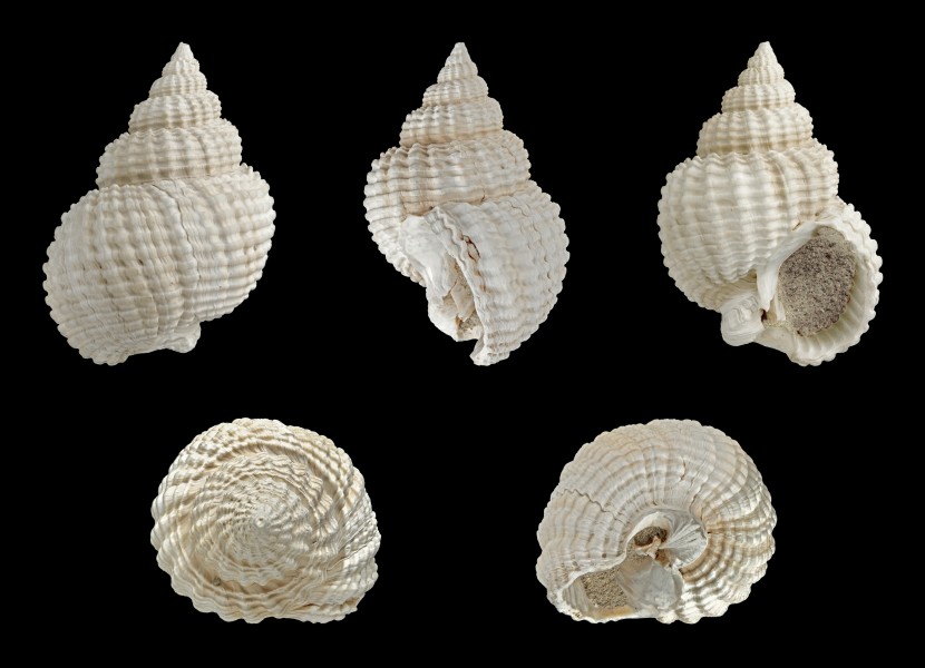 Nassarius clathratus 01