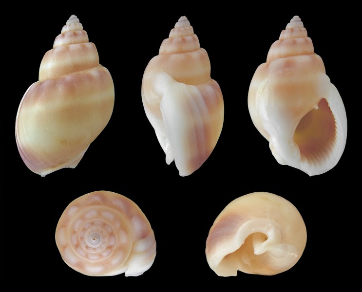 Nassarius coronatus 01