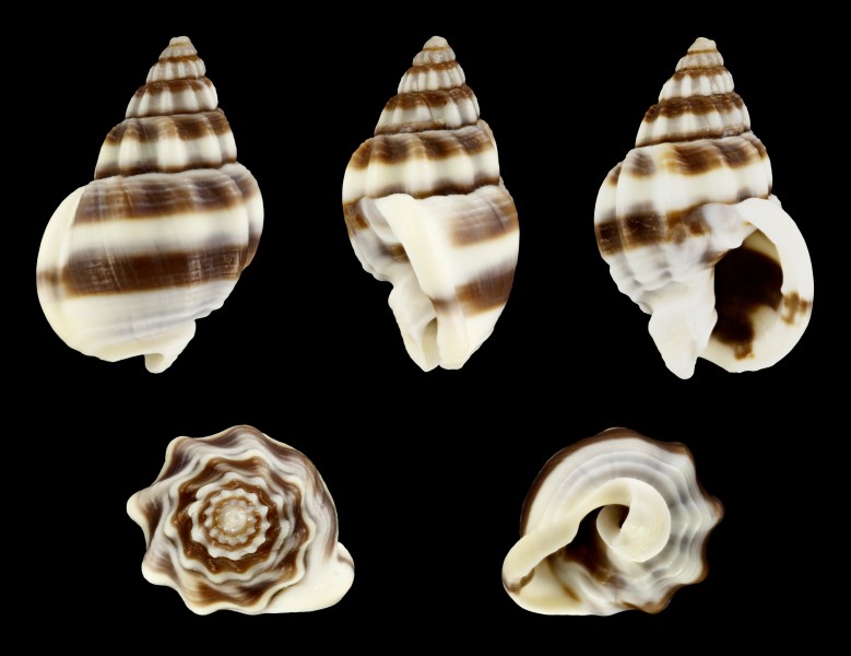 Nassarius jacksonianus 01