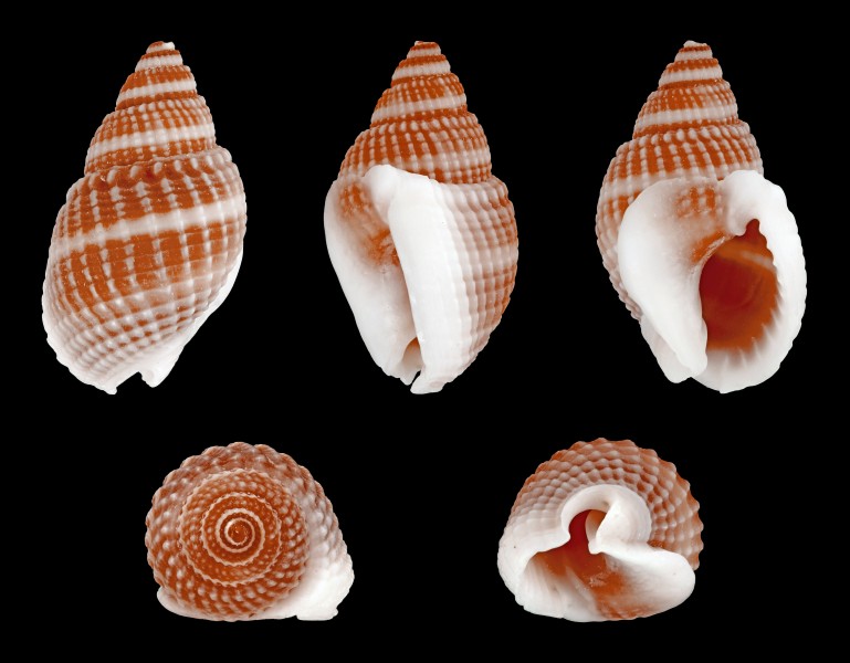 Nassarius livescens 01