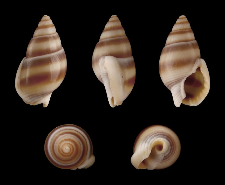 Nassarius reeveanus forma zonalis 01
