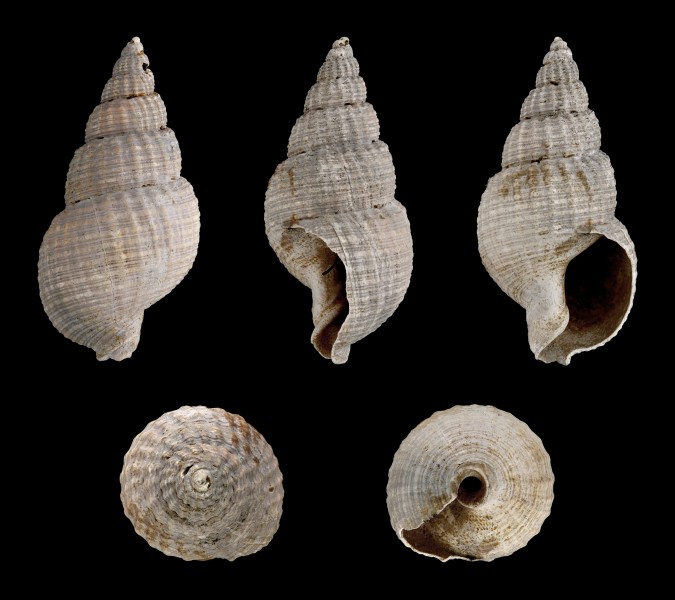 Nassarius reticosus 01