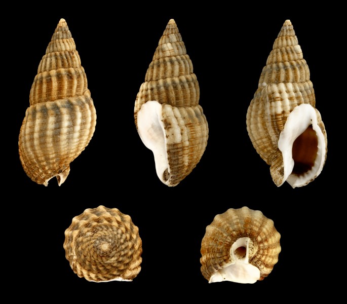 Nassarius reticulatus 