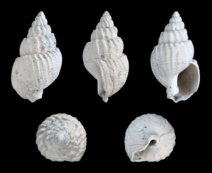 Nassarius scaldisianus 01