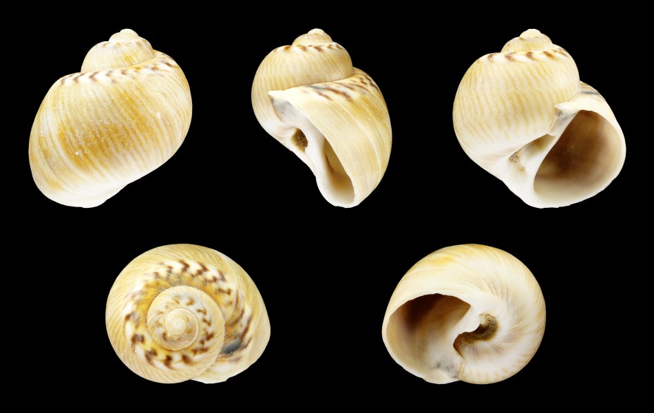 Natica collaria 01