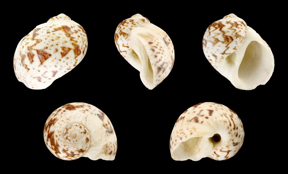 Natica fulminea f. cruentata 01