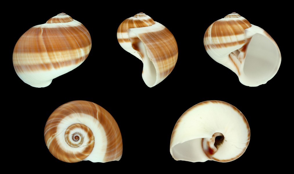 Natica vitellus 01