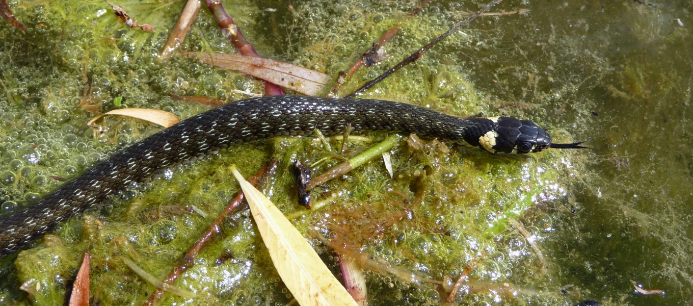 Natrix Natrix bog 2009 G1