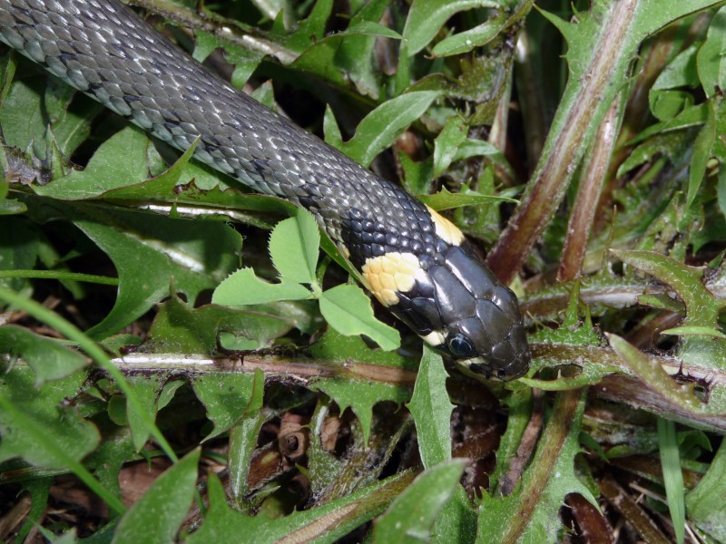 Natrix Natrix head 2009 G2