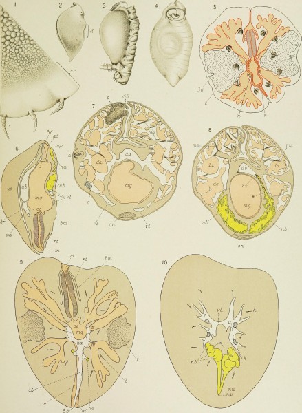 Natural history (1907) (14775221854)
