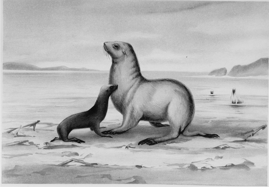 Natural history (1907) (20570939638)