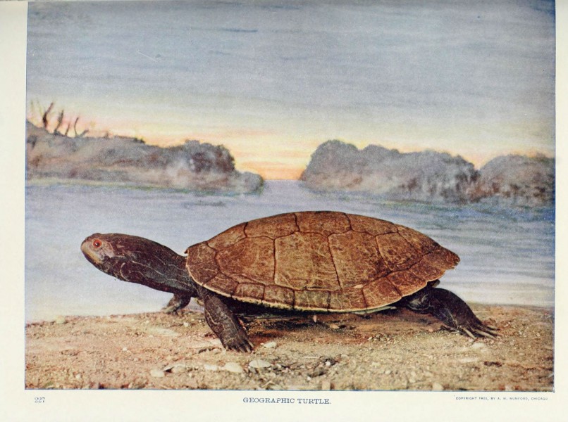 Nature neighbors (Plate 227) (6276416157)