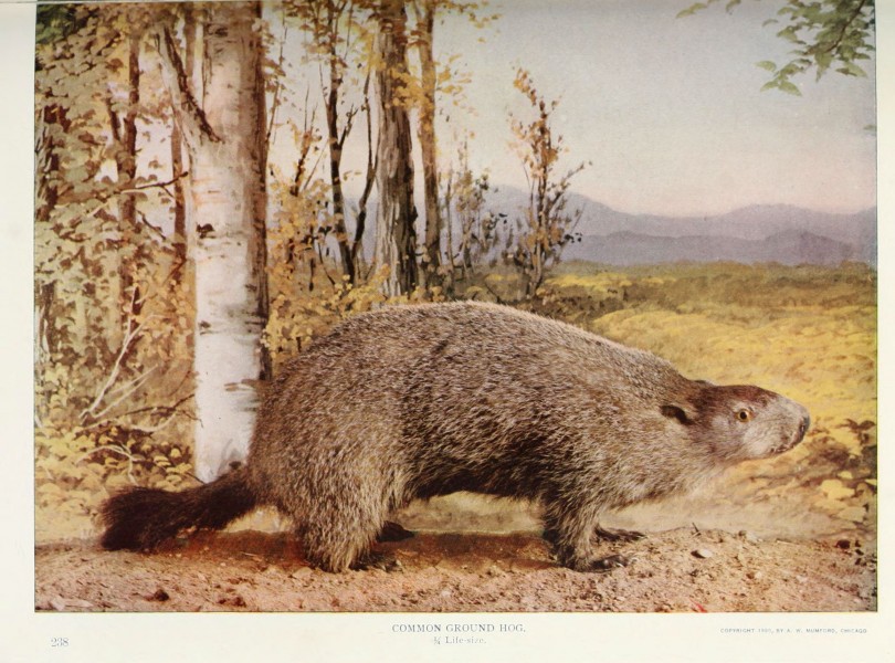 Nature neighbors (Plate 238) (6276947244)