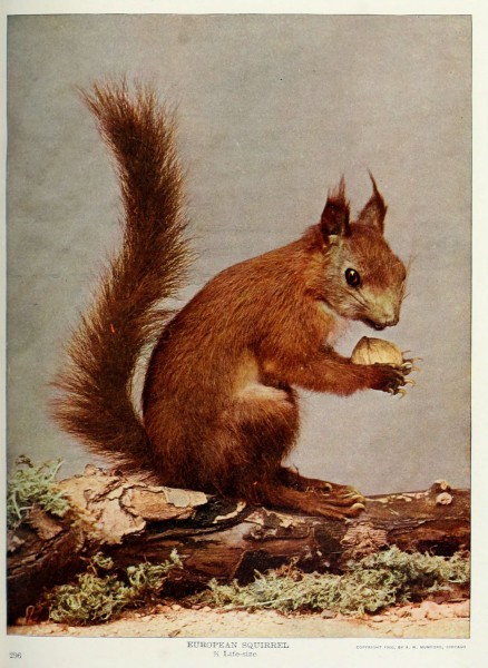 Nature neighbors (Plate 296) (6276423661)