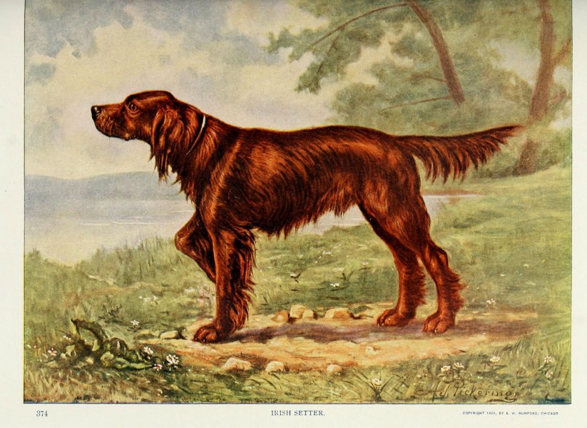 Nature neighbors (Plate 374) (6276957660)