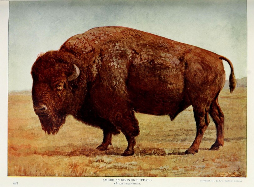 Nature neighbors (Plate 421) (6276419285)