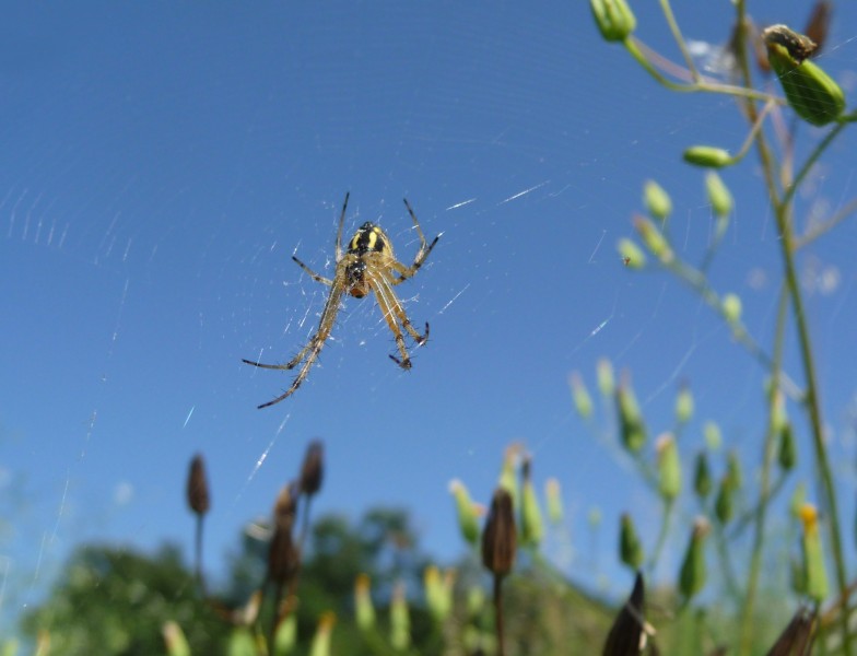 Neoscona adianta 4