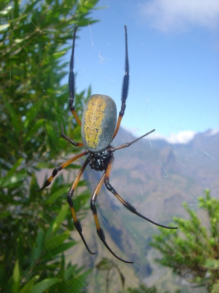 Nephila inaurata dsc07682