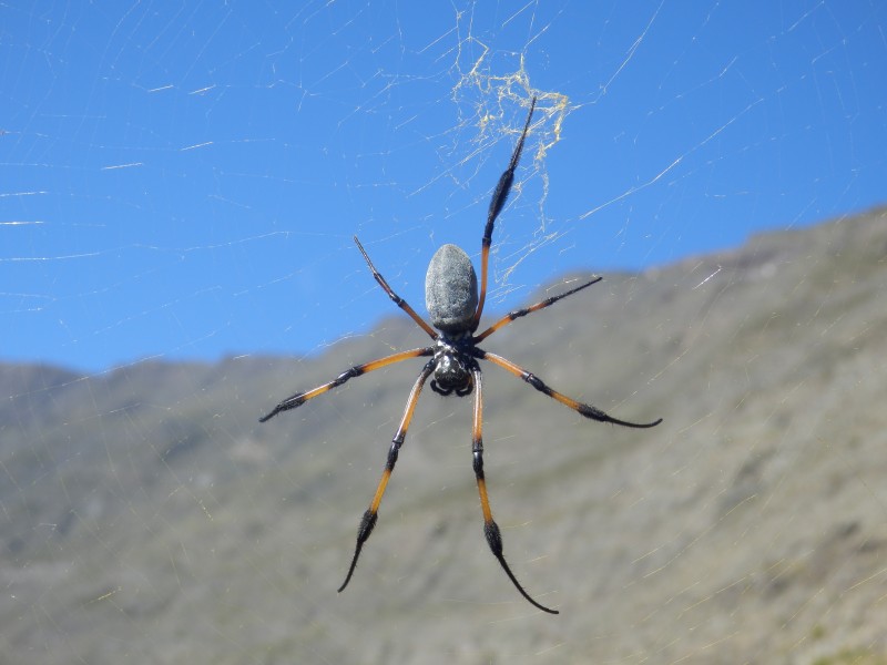 Nephila inaurata in Mafate