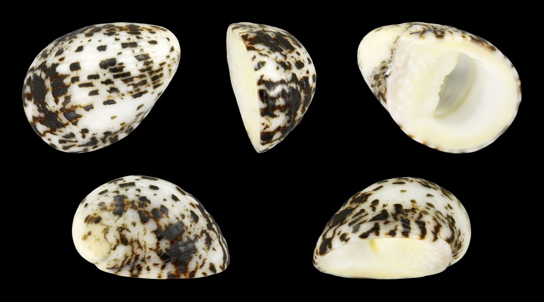 Nerita albicilla 01