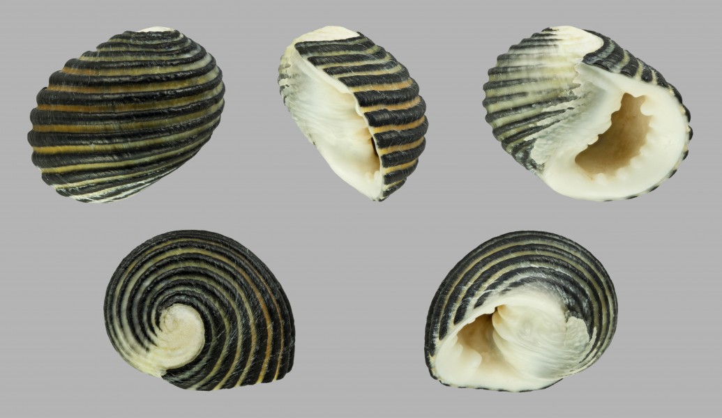 Nerita costata 01