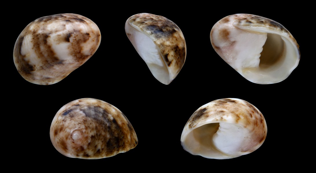 Nerita polita 01