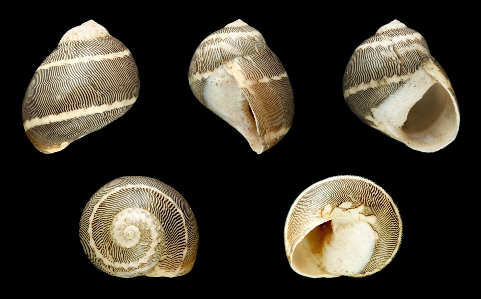 Neritina picta 01