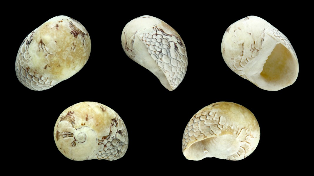 Neritina virginea 01