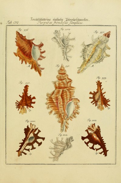 Neues systematisches Conchylien-CabinetVol3TabCVI