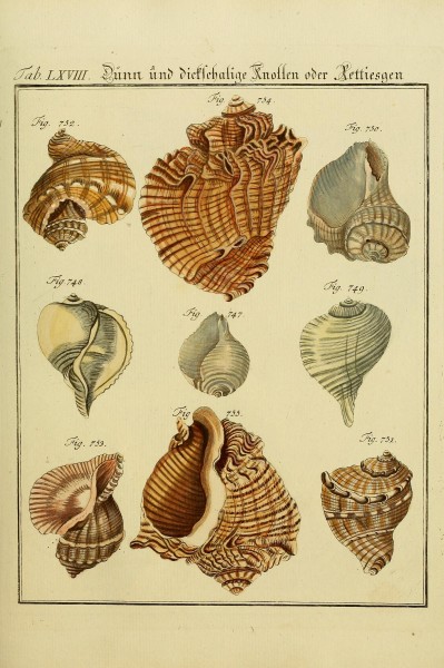 Neues systematisches Conchylien-CabinetVol3TabLXVIII