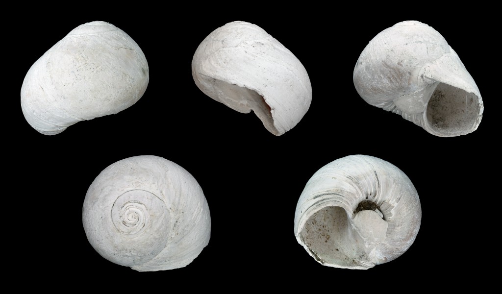 Neverita duplicata 01