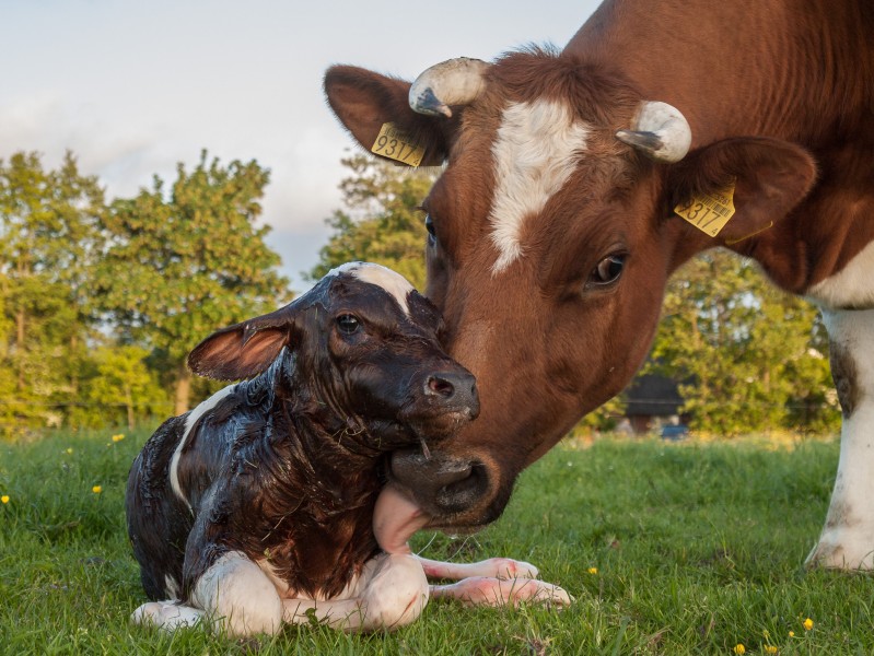 New born Frisian red white calf
