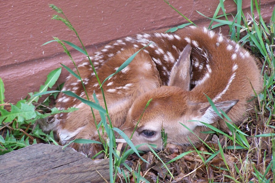 New White-Tail Fawn (14746059973)