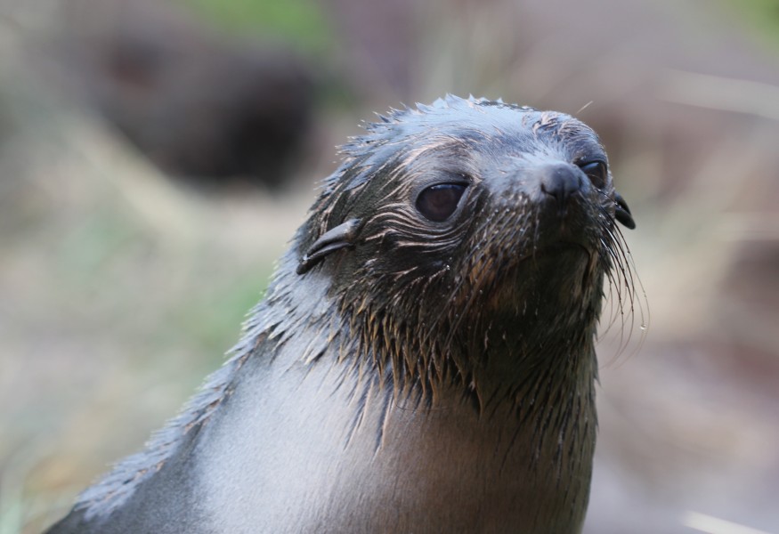 New Zealand Fur Seal pup (Arctocephalus forsteri), portrait
