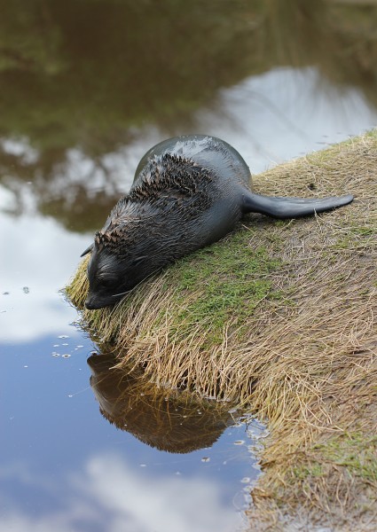 New Zealand Fur Seal pup (Arctocephalus forsteri) T2i IMG 101 0188 crop