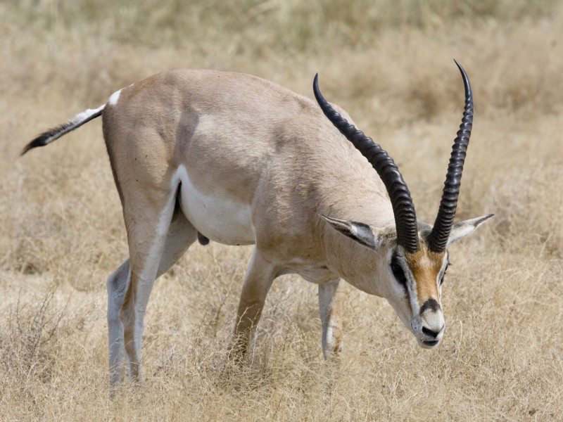 Ngorongoro Grant-Gazelle