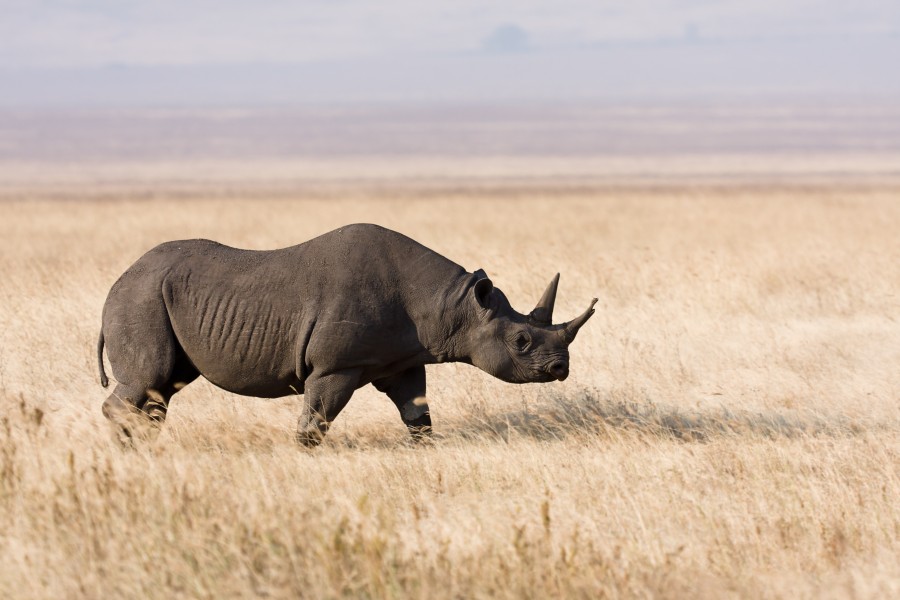 Ngorongoro Spitzmaulnashorn