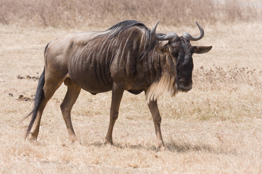 Ngorongoro Streifengnu