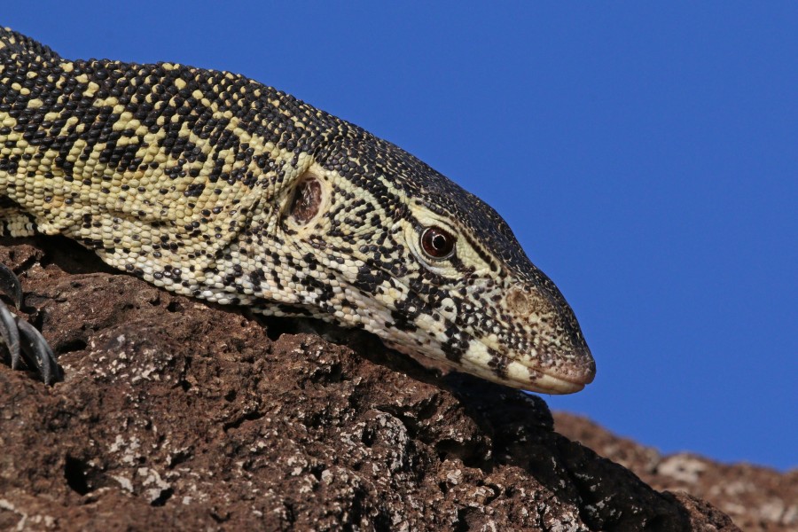 Nile monitor lizard (Varanus niloticus) head