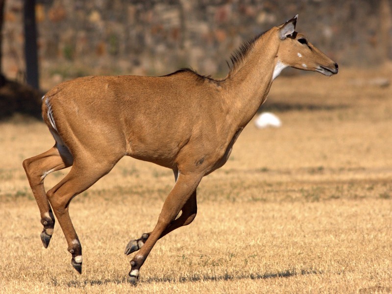 Nilgai running