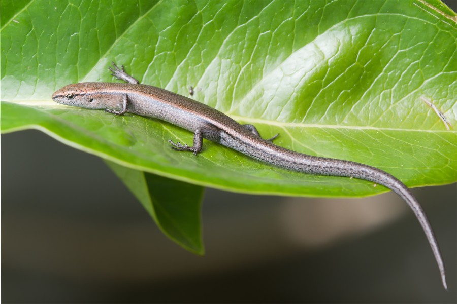 Niveoscincus metallicus - Austin's Ferry