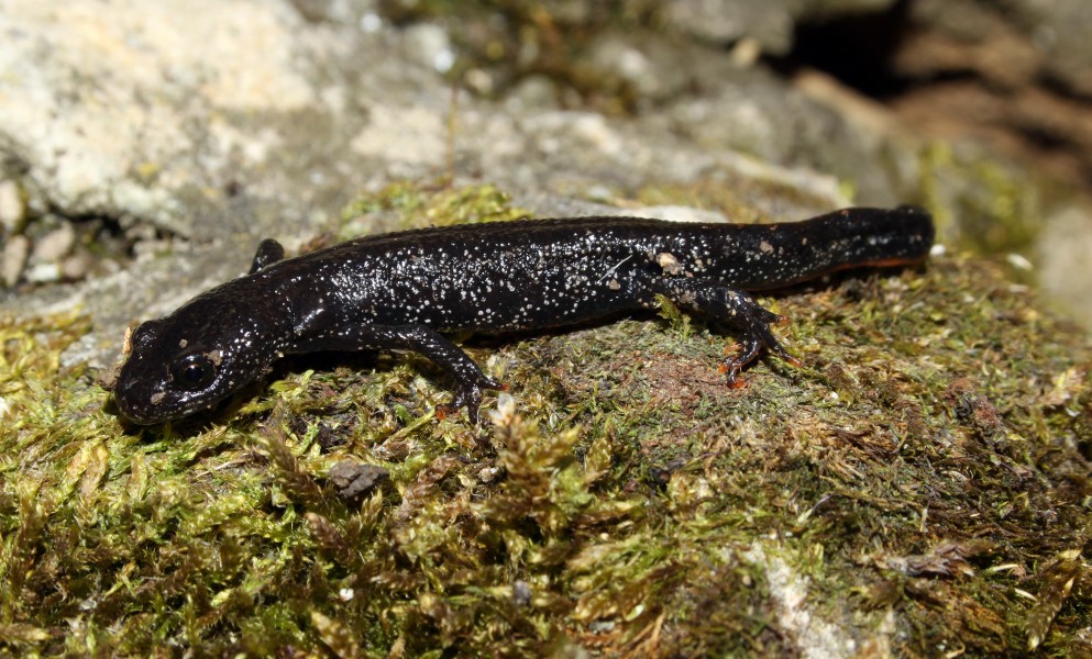 Noerdlicher-Kammmolch-triturus-cristatus