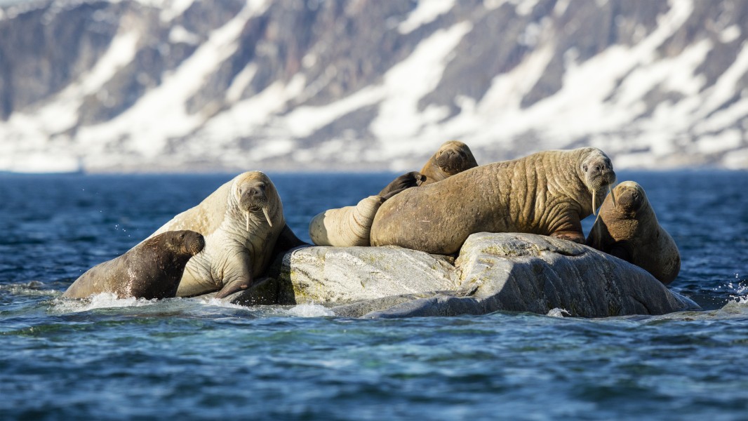 NOR-2016-Svalbard-Sjuøyane-Phippsøya-Atlantic Walrus (Odobenus rosmarus rosmarus) 03