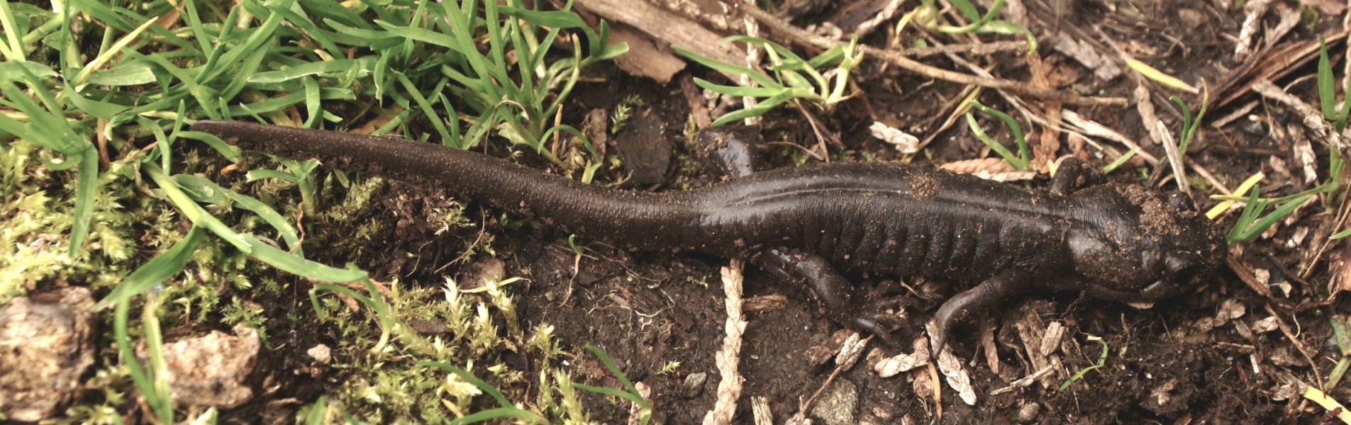 Northwestern Salamander (Ambystoma gracile)