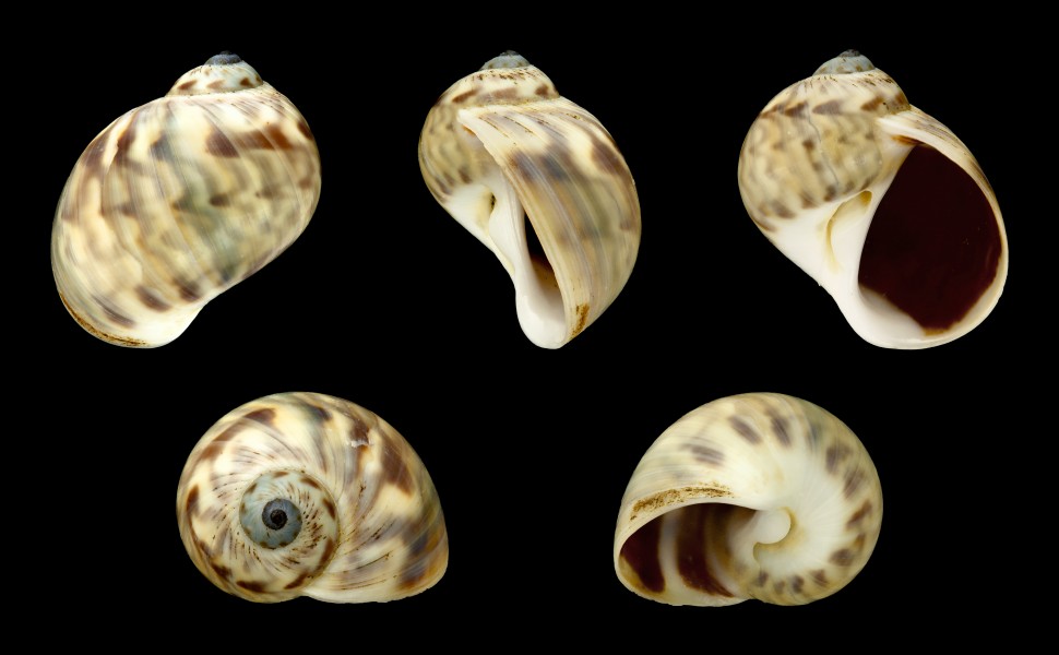 Notocochlis chemnitzii 01